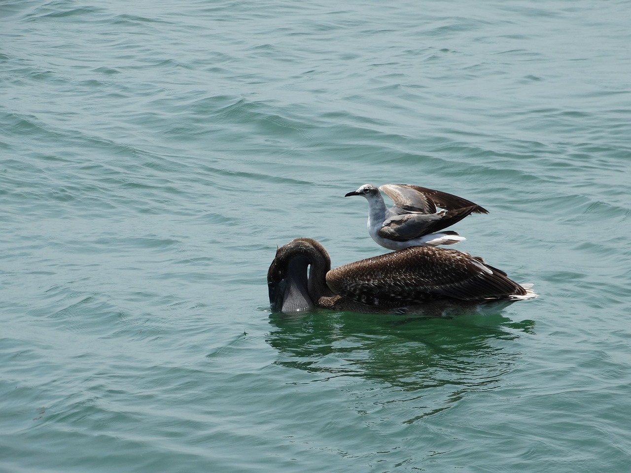 birds ocean florida free photo