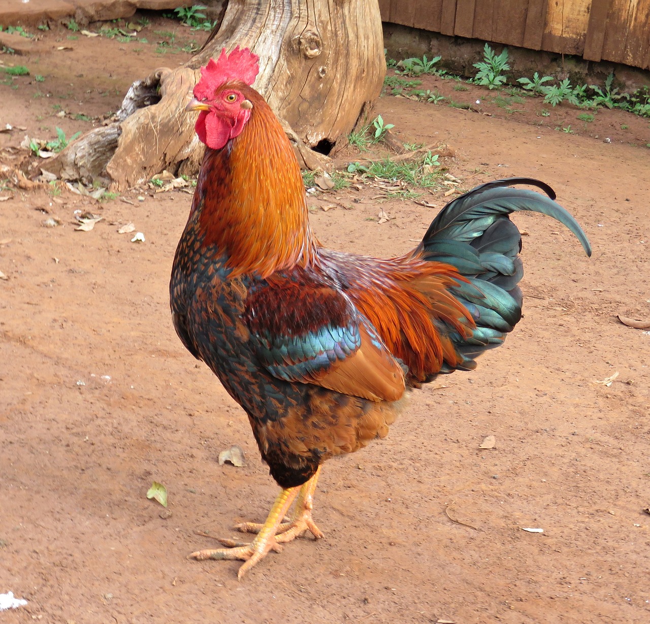 birds cock chicken free photo