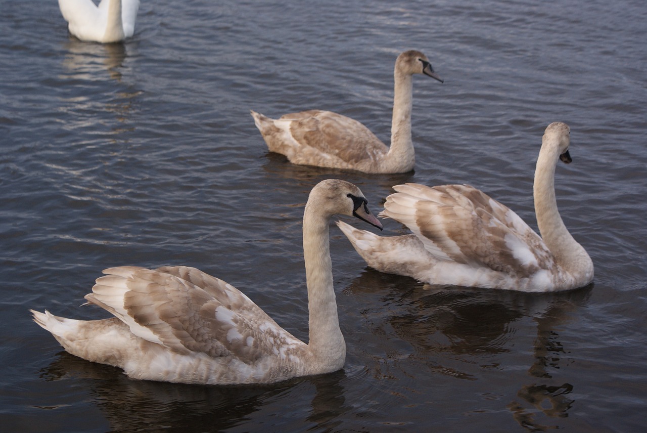 birds swan nature free photo