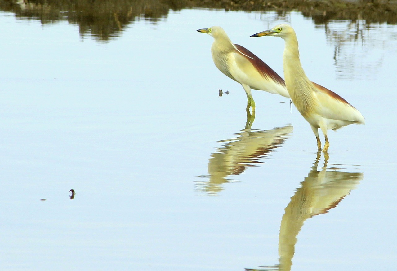 birds nature cranes free photo