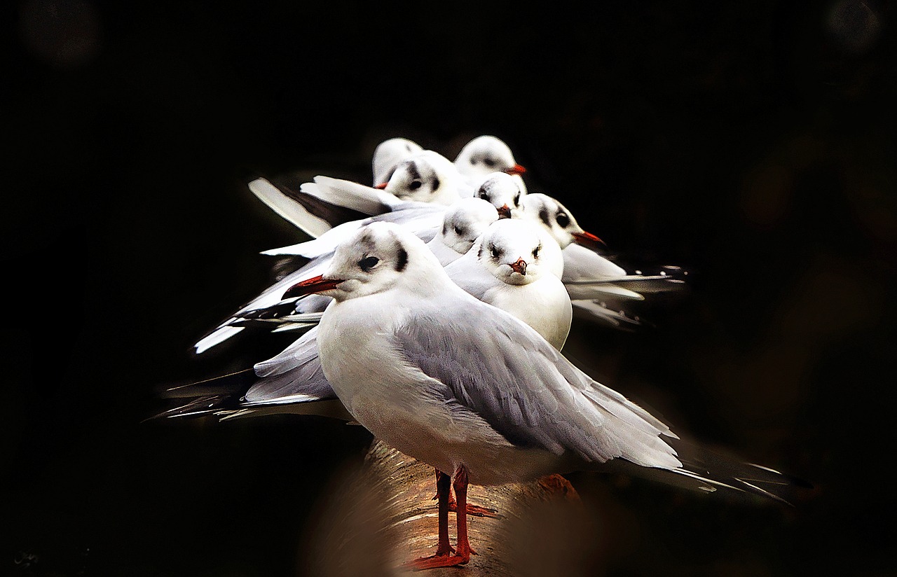 birds seagulls nature free photo