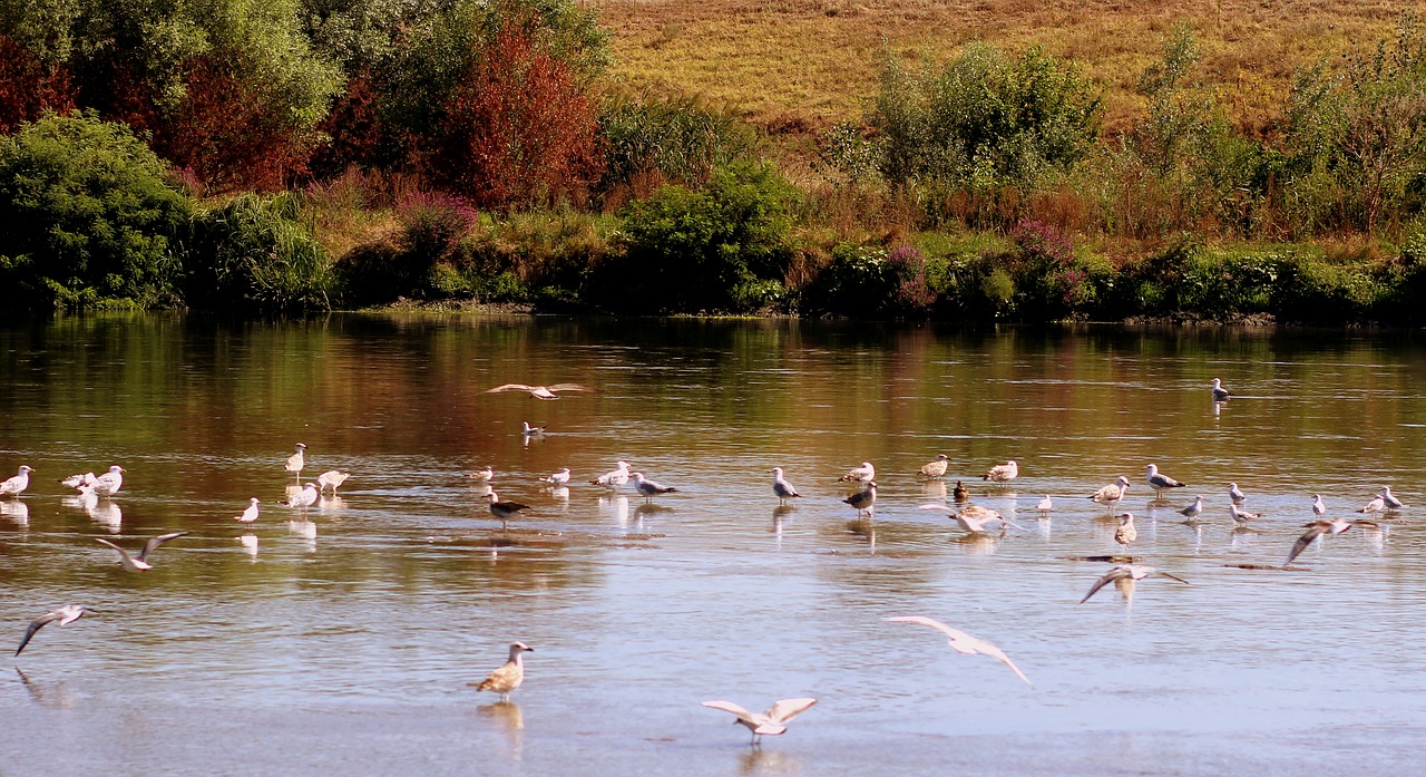 birds lake flight free photo