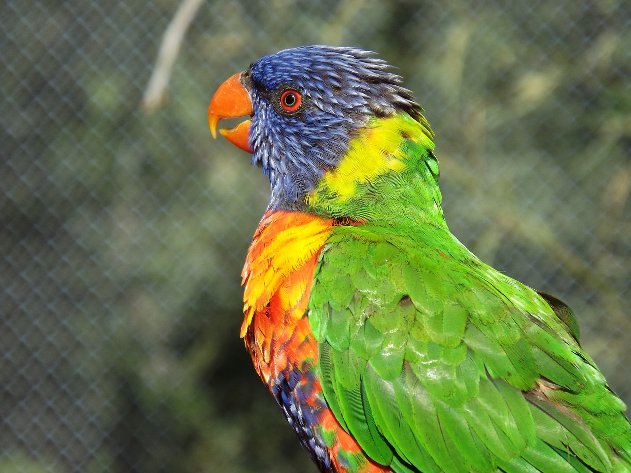 birds feathers color free photo