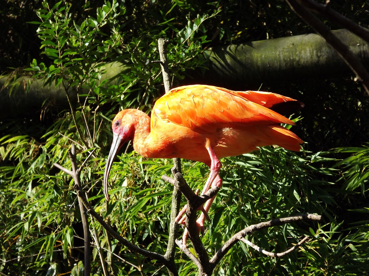 birds orange feathers free photo