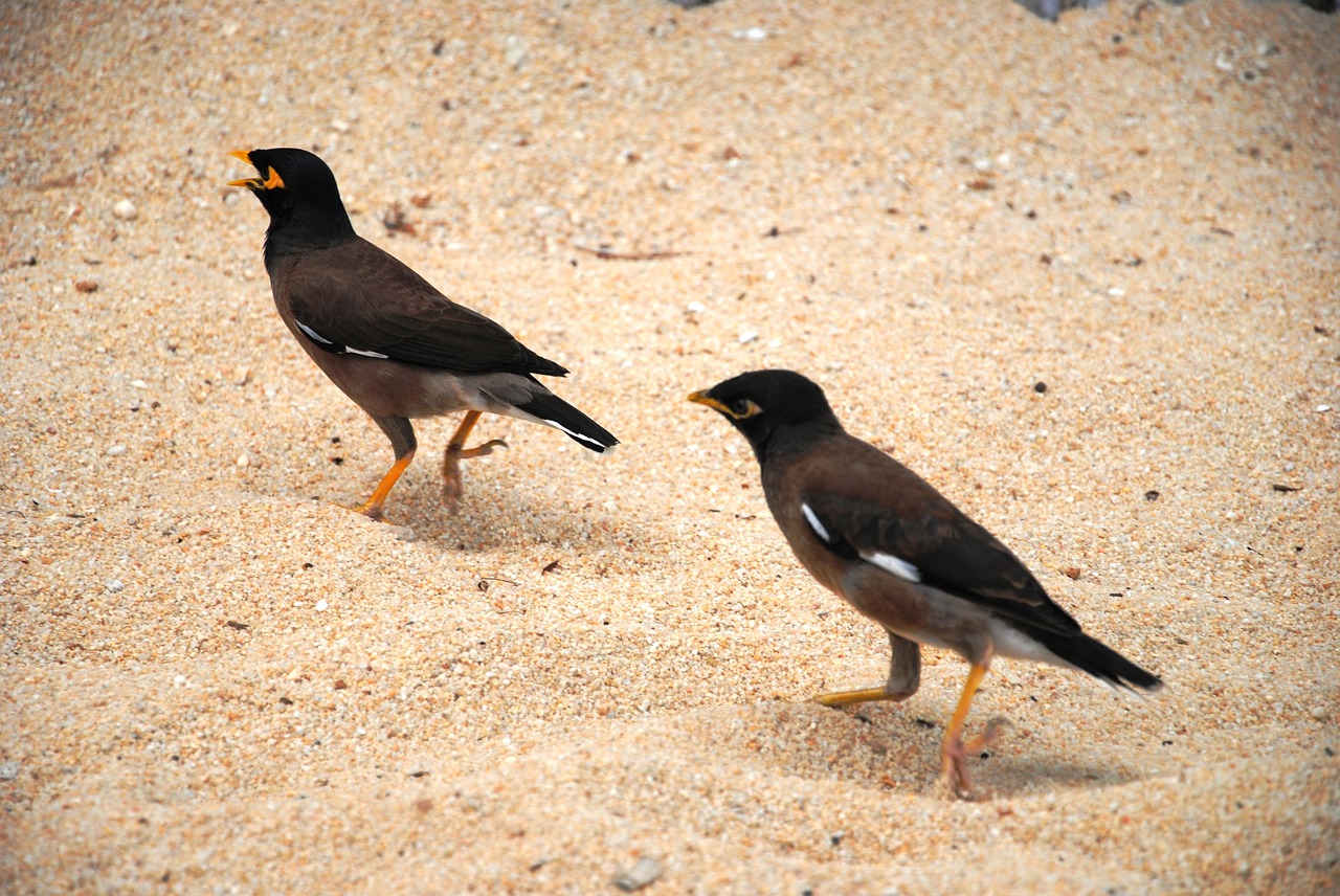 birds beach sand free photo