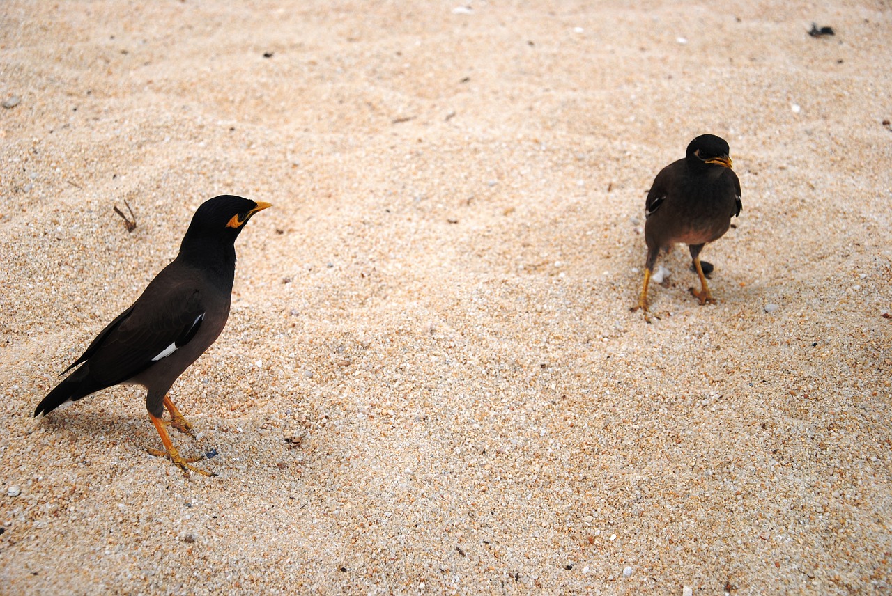 birds beach sand free photo