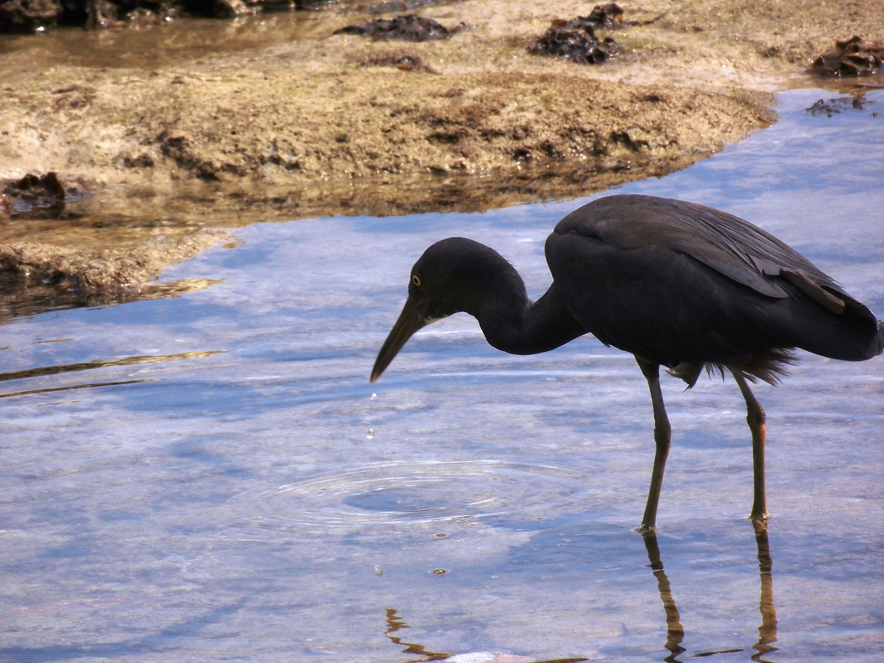 birds beach sand free photo