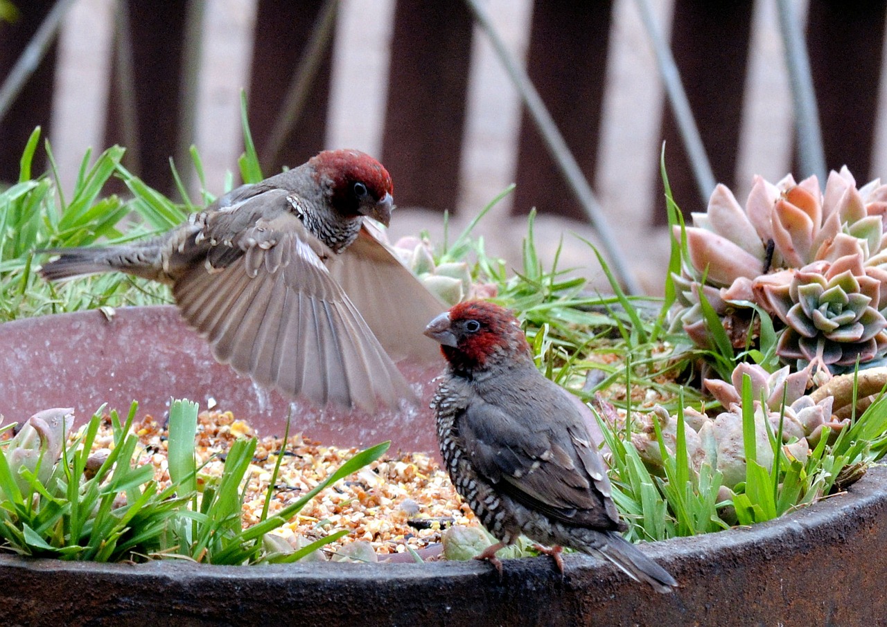 garden birds flying colorful free photo