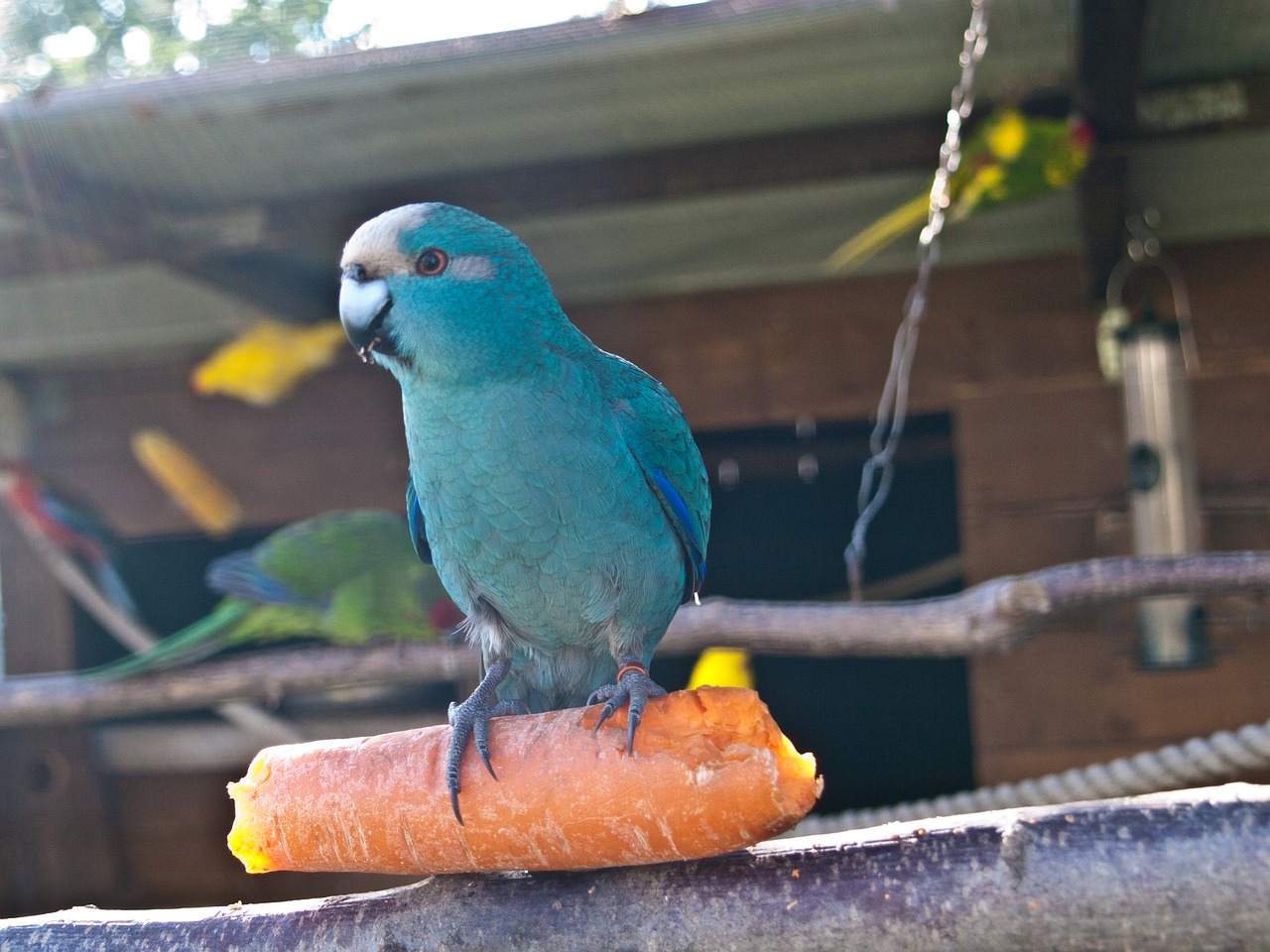 birds parakeet yellow free photo