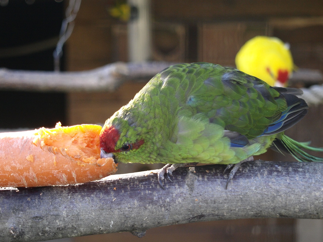 birds parakeet yellow free photo