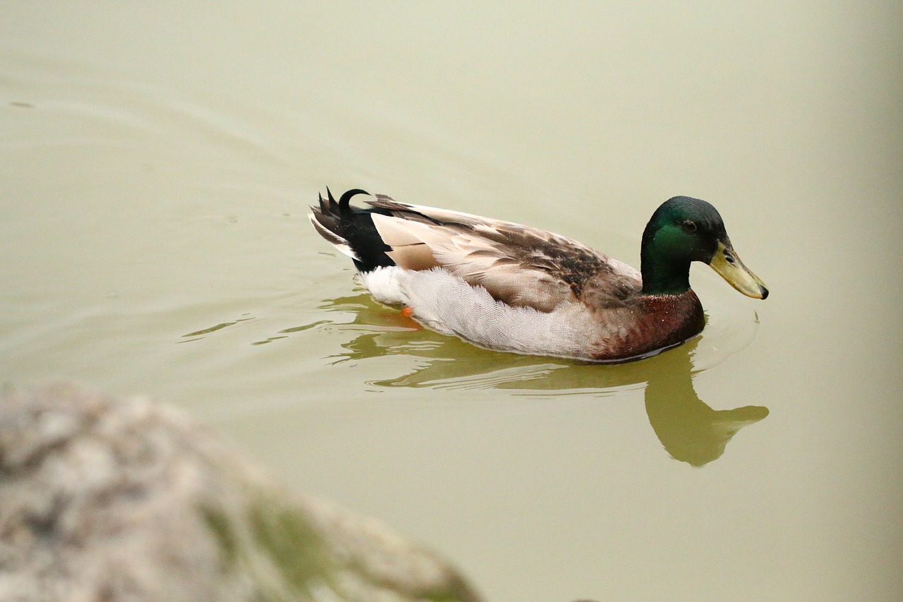 birds ducks the water free photo