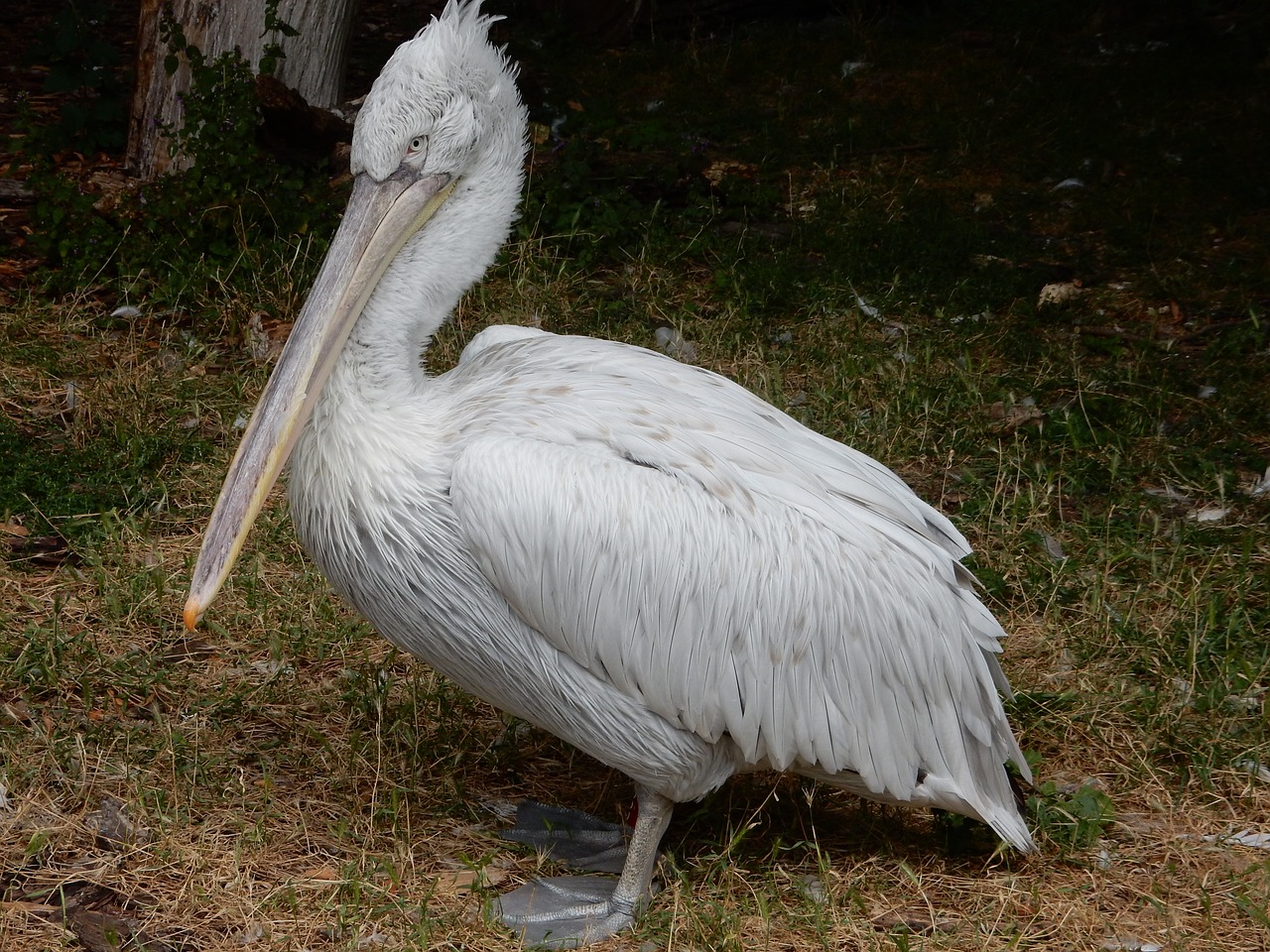 pelikan birds sea birds free photo