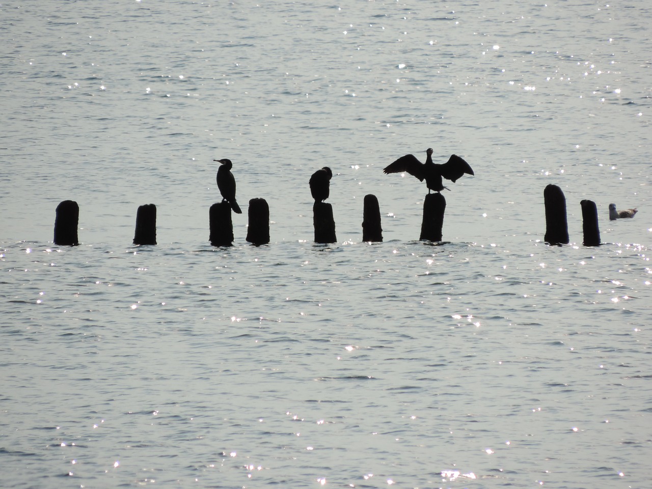 birds sea wings free photo