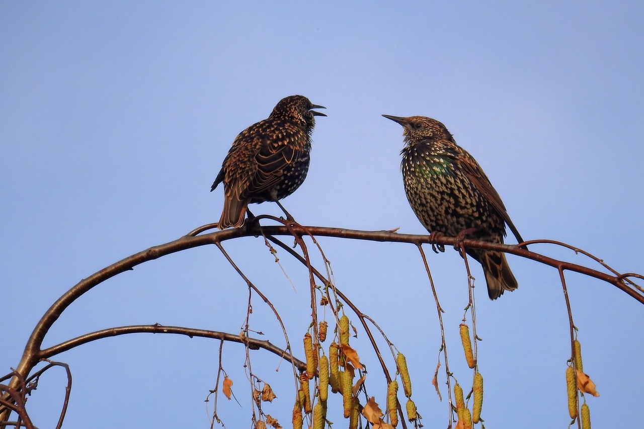 birds stare nature free photo