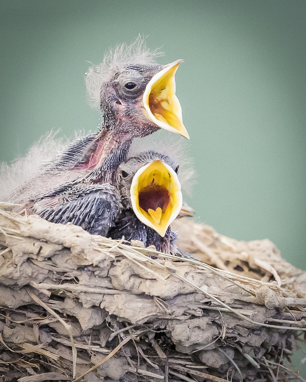 birds in nest wildlife free photo