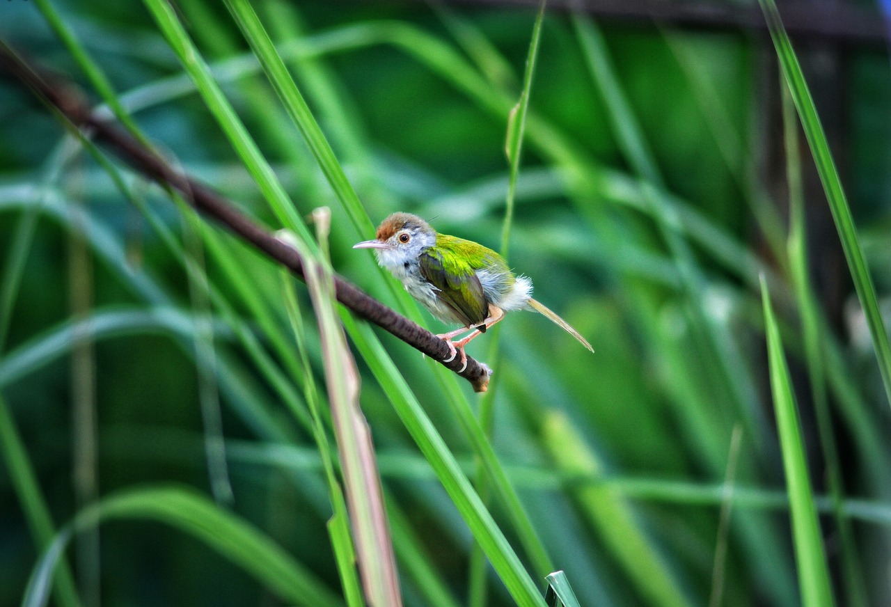 birds animals green free photo