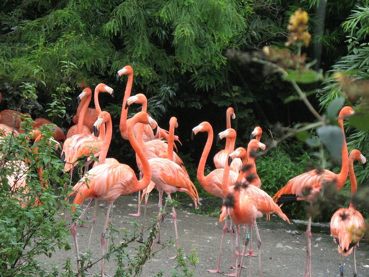 birds nature flamingo free photo
