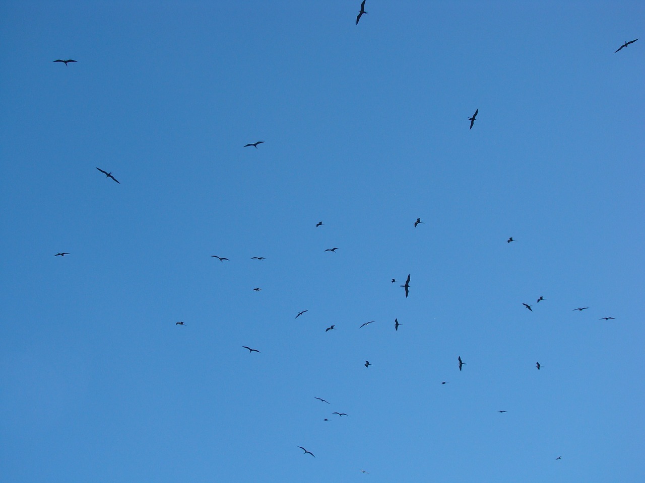 birds sky blue free photo