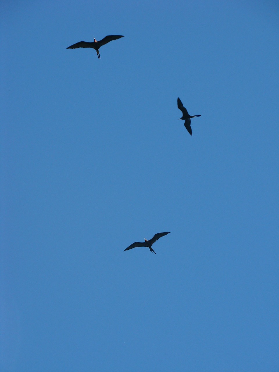 birds blue sky nature free photo