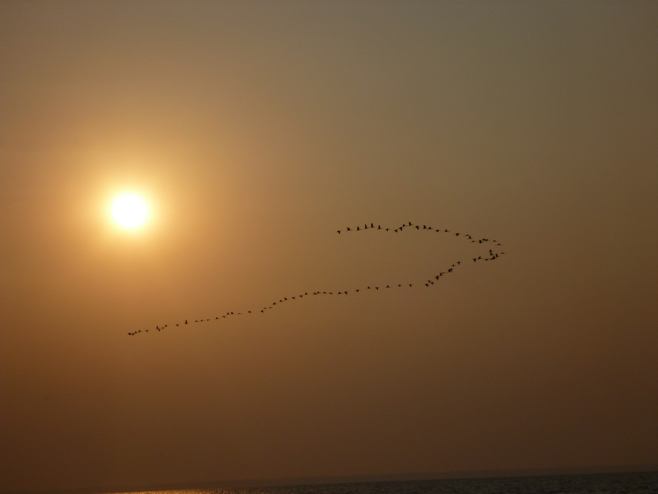 birds flying formation free photo