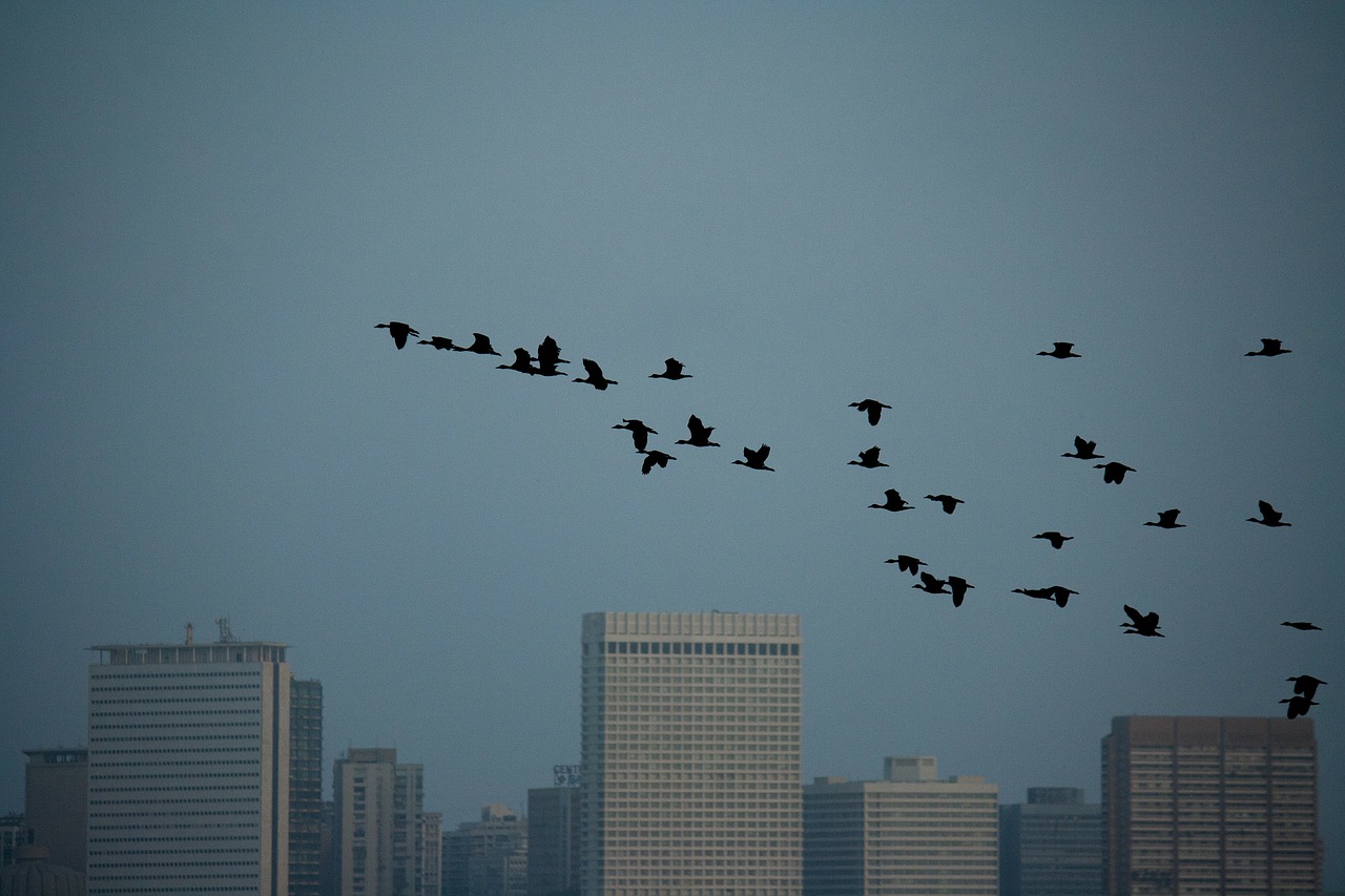 birds flock sky free photo