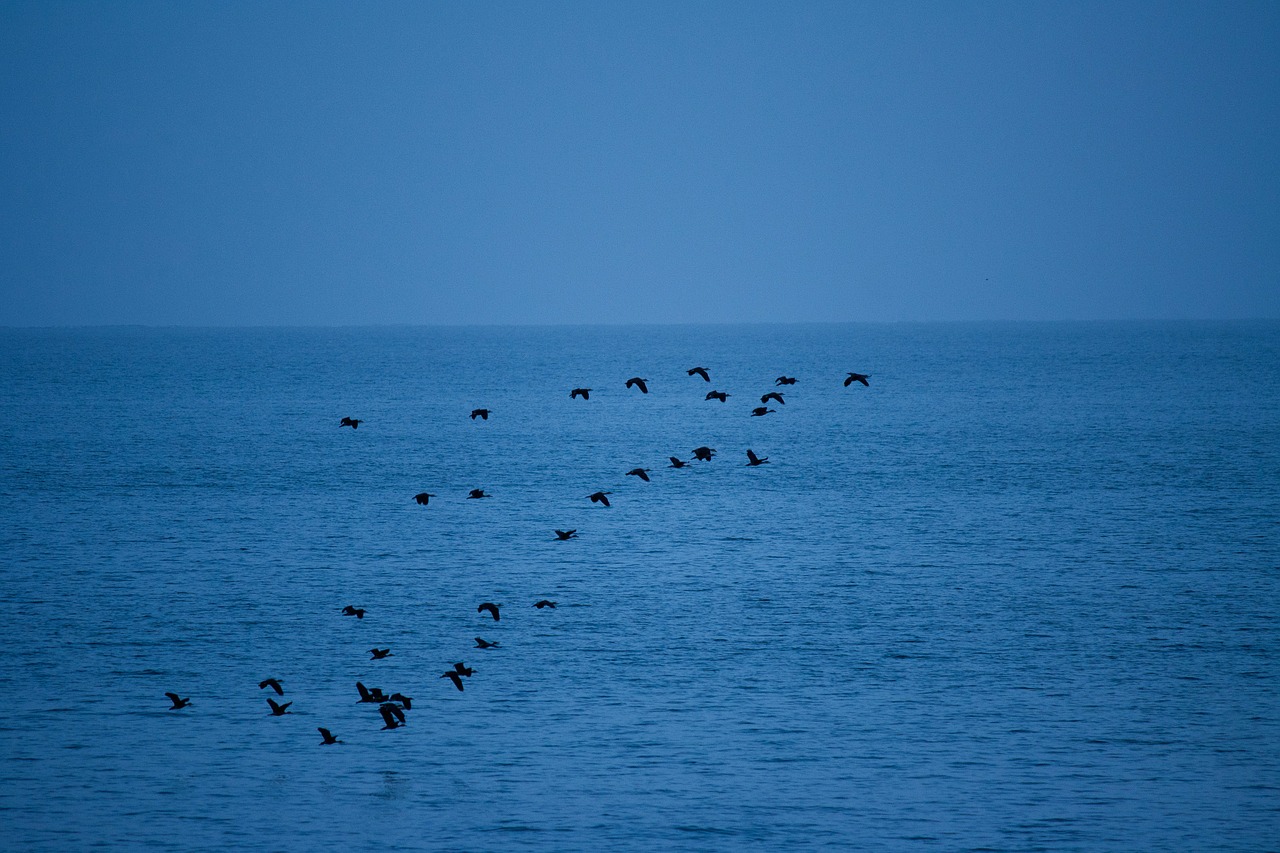 birds flock flying free photo