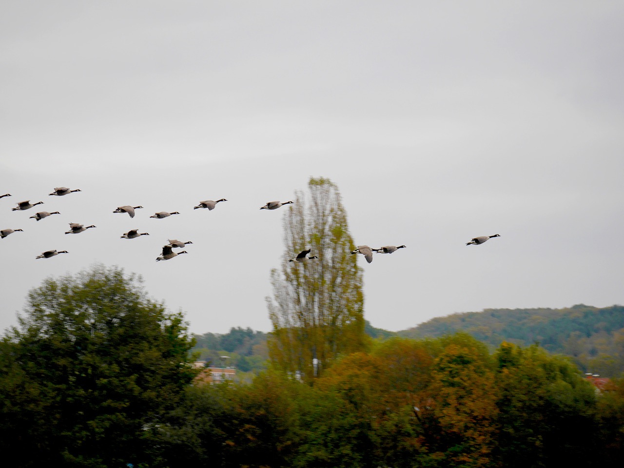 birds migratory birds geese free photo