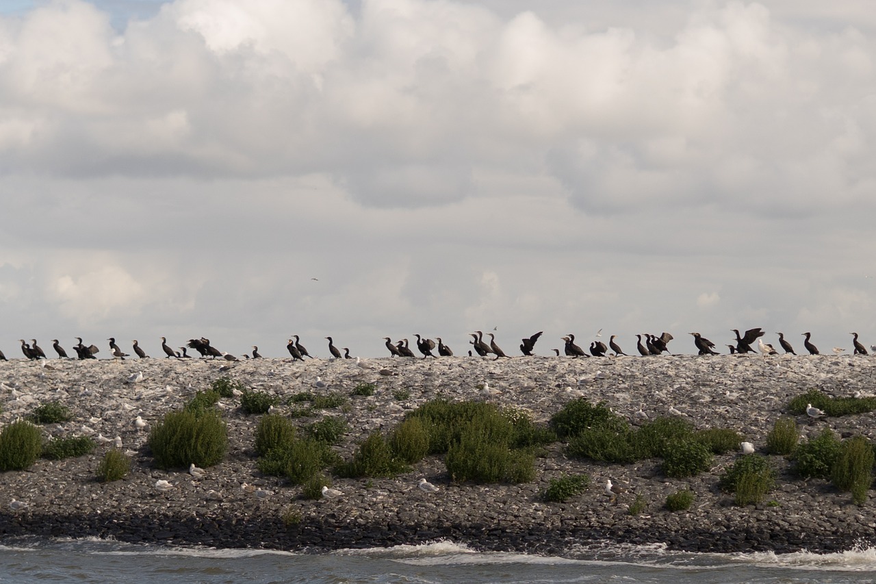 birds island nature free photo