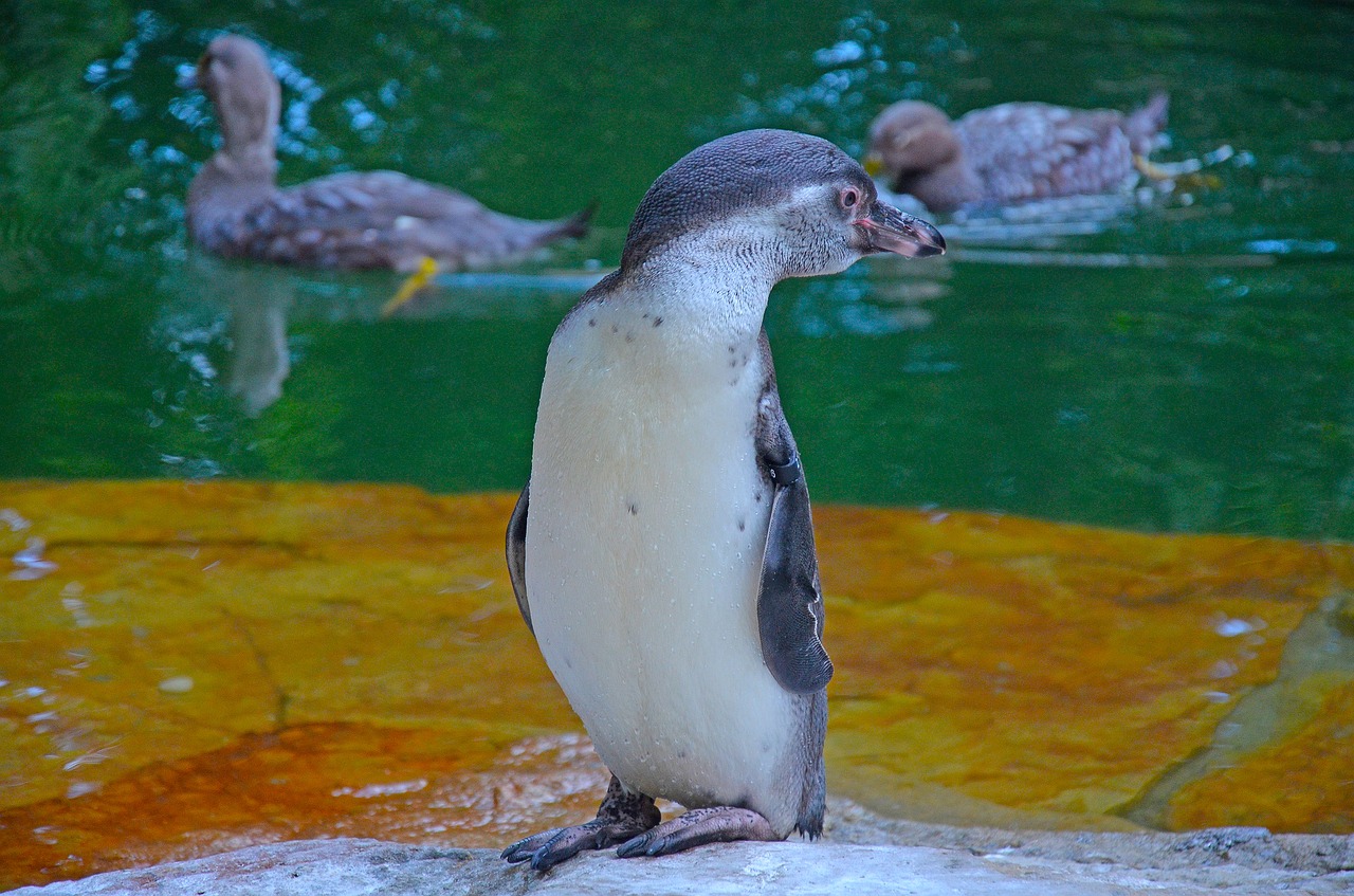 birds penguin zoo free photo