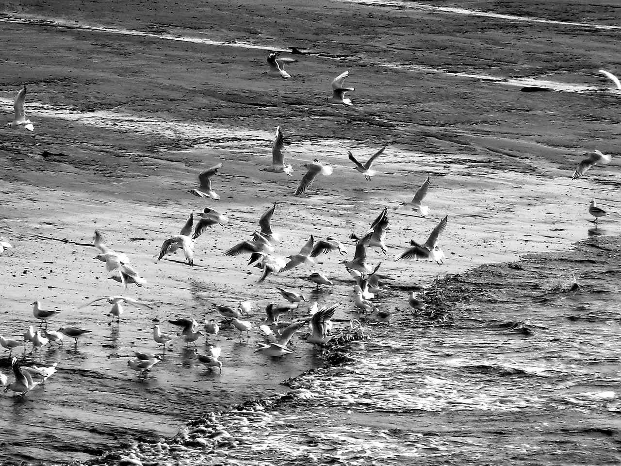 birds sea north sea free photo