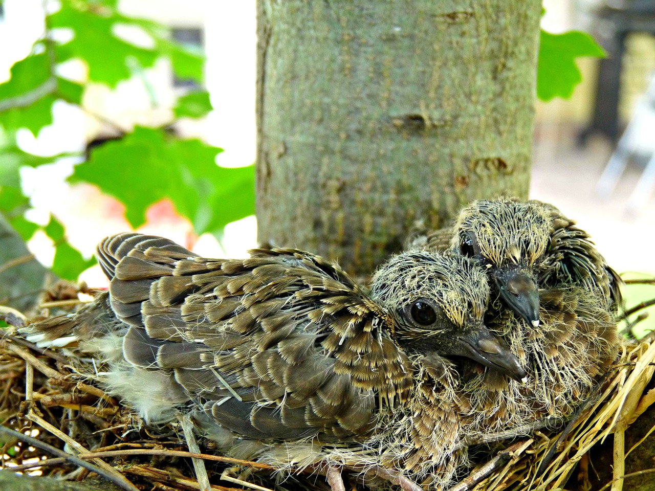 birds nest tree free photo
