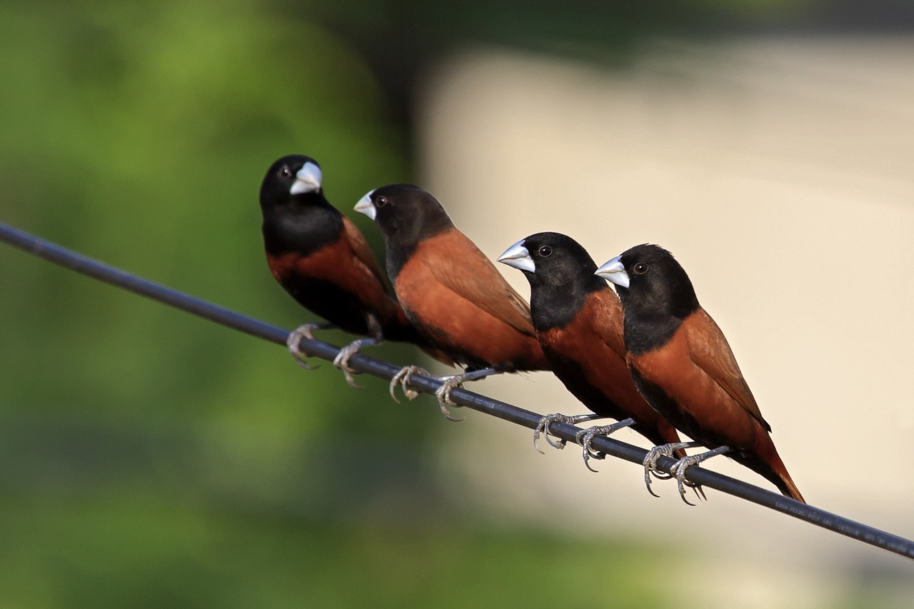 birds feathers nature free photo