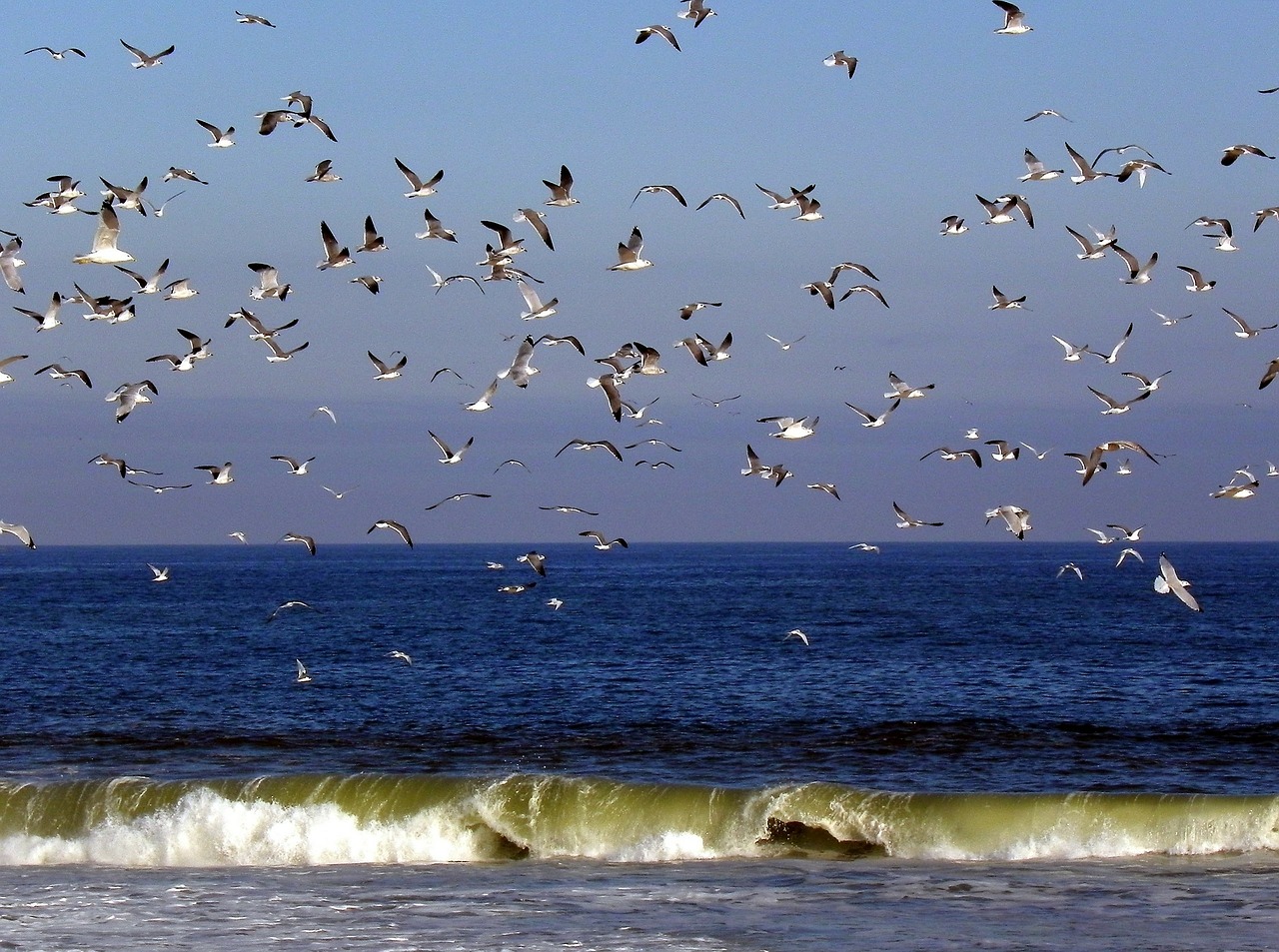 birds seagulls flying free photo