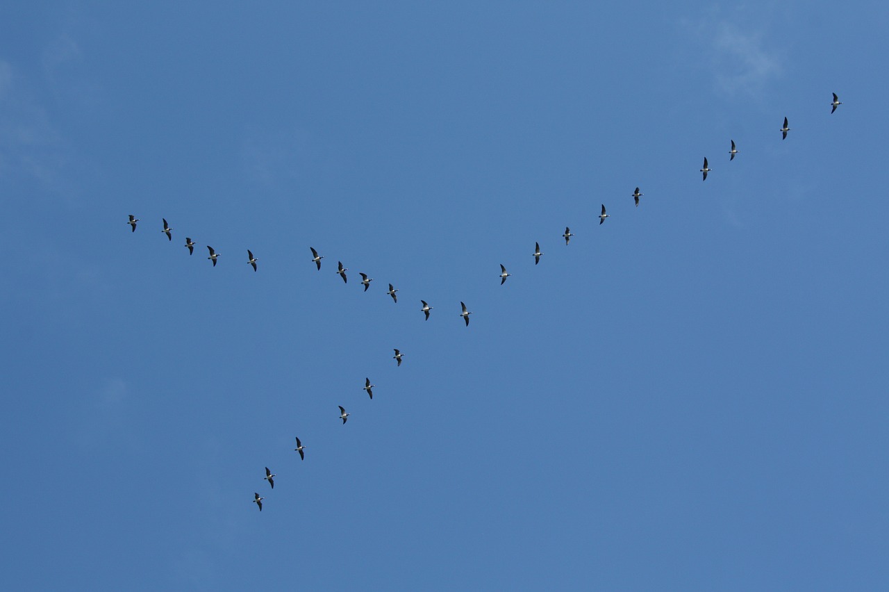 birds wedge formation travel free photo