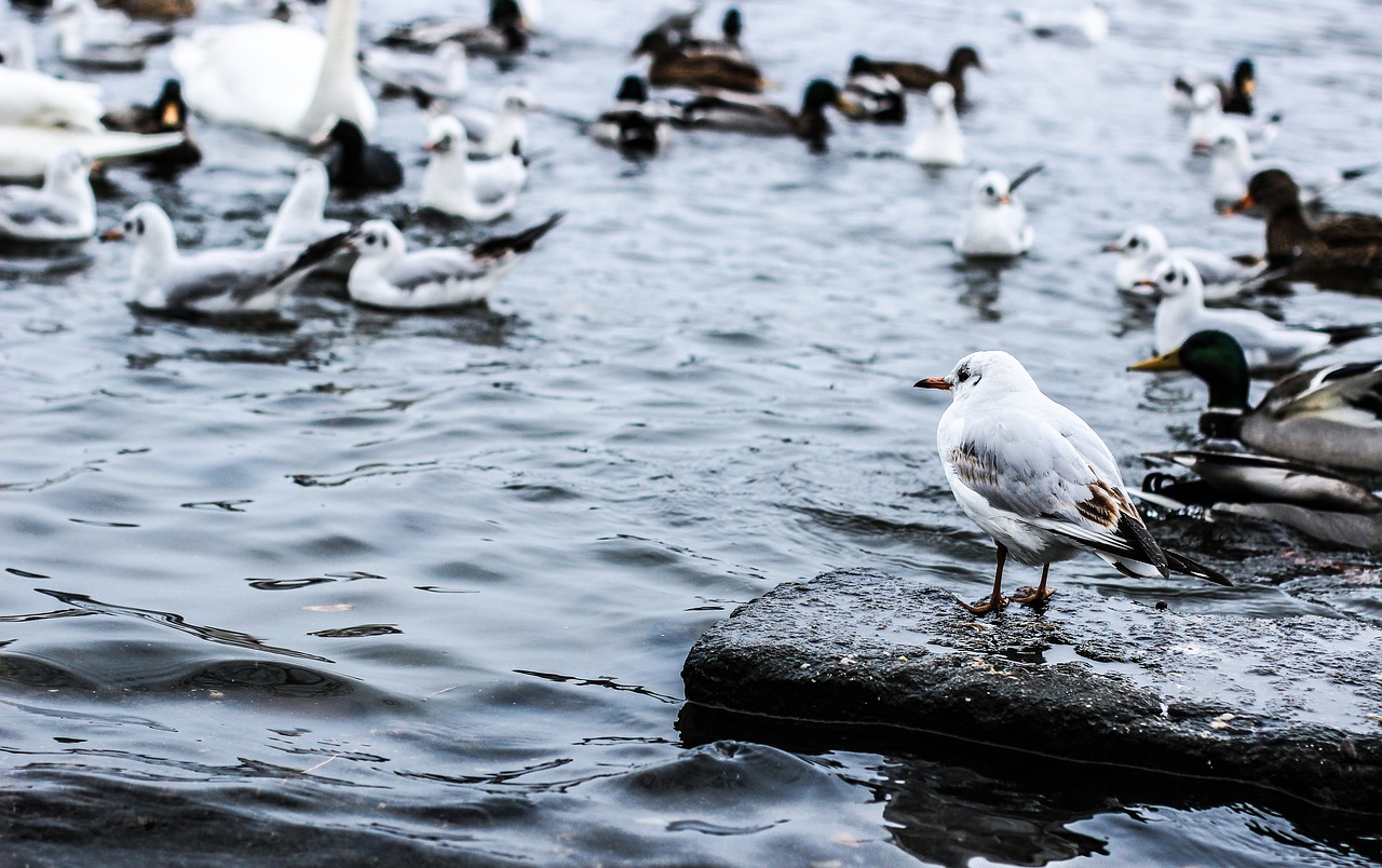 birds gulls river free photo