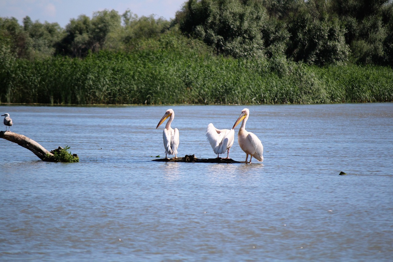 birds pelican nature free photo