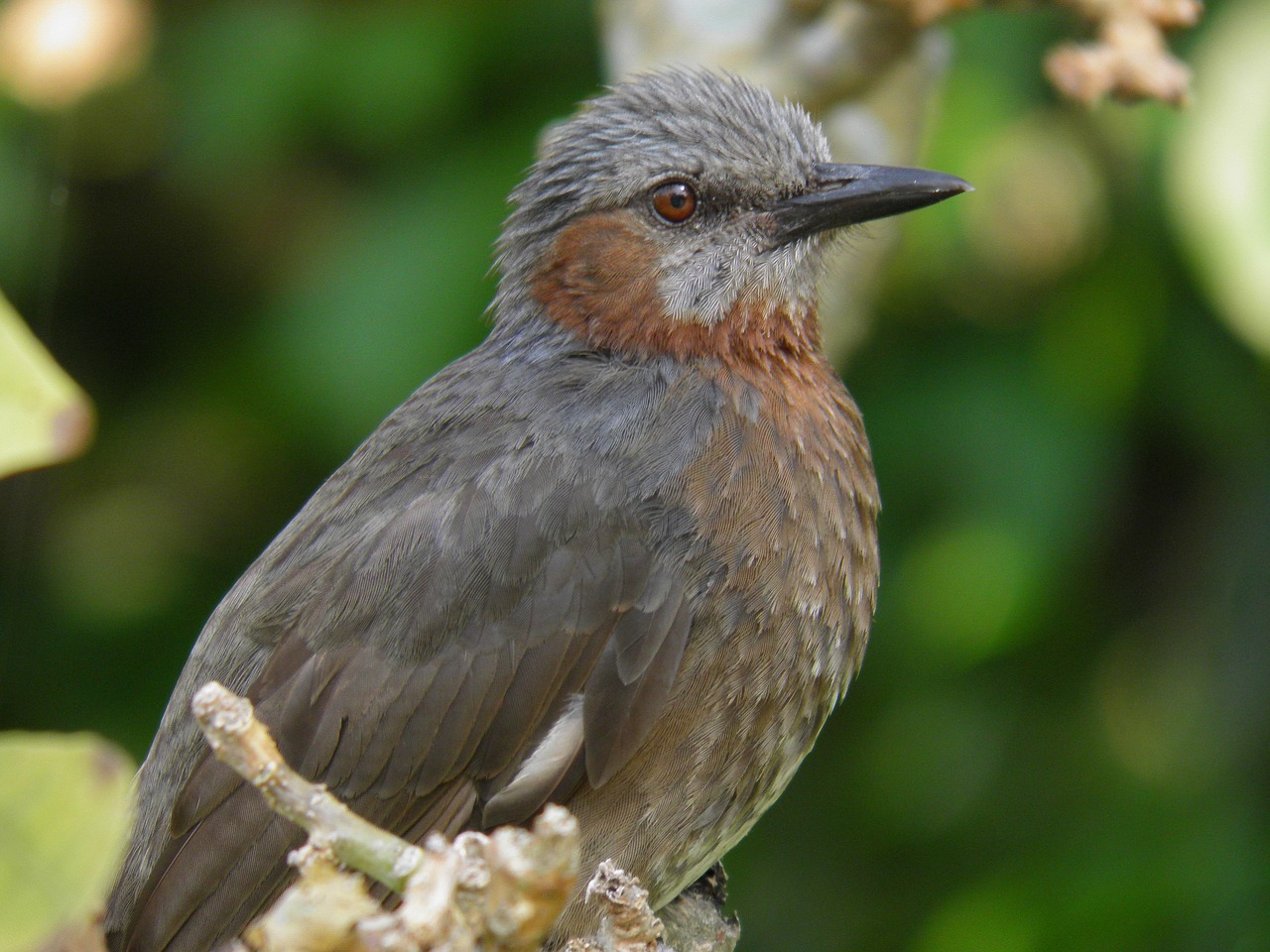 birds animals animal group free photo