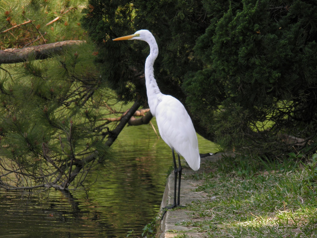 birds animals animal group free photo