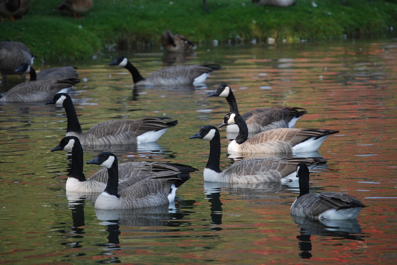 birds wild geese on pond free photo