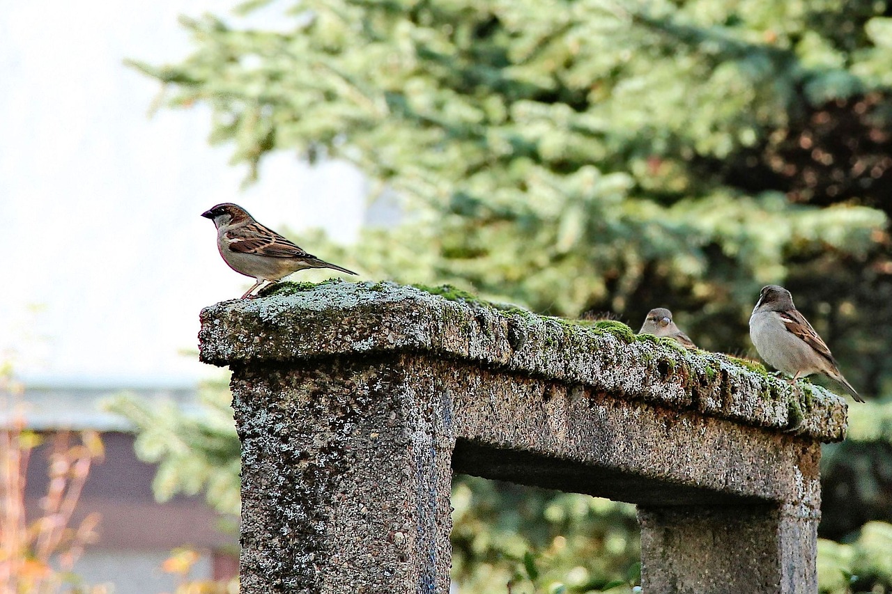 birds sparrows archway free photo