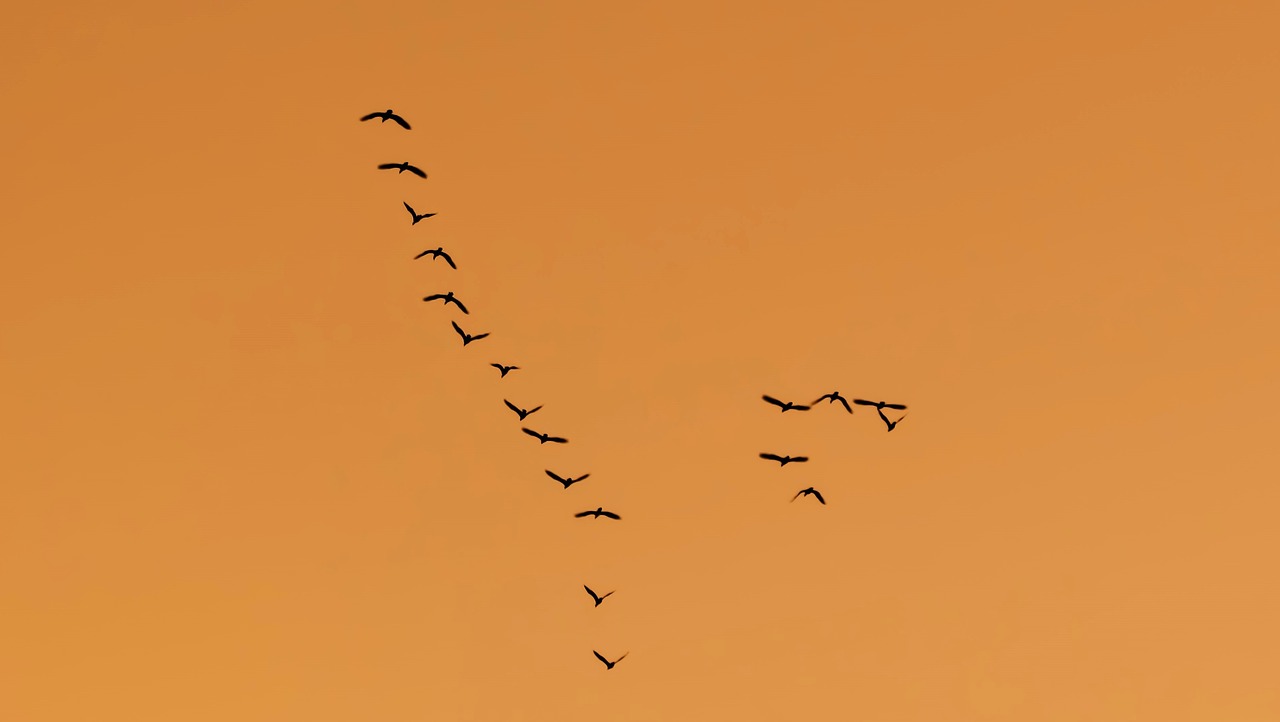 birds migratory flock free photo