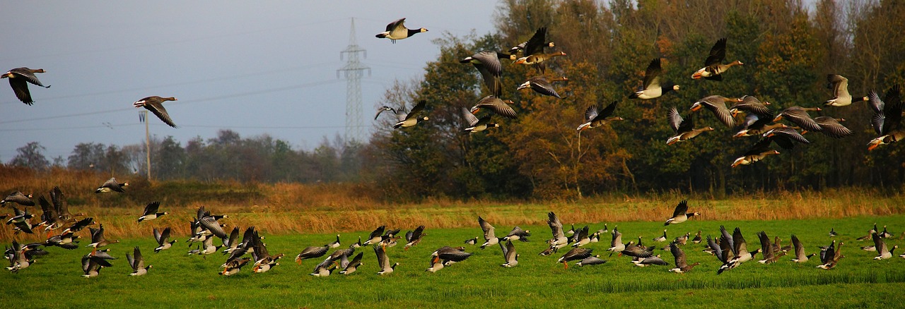 birds geese poultry free photo