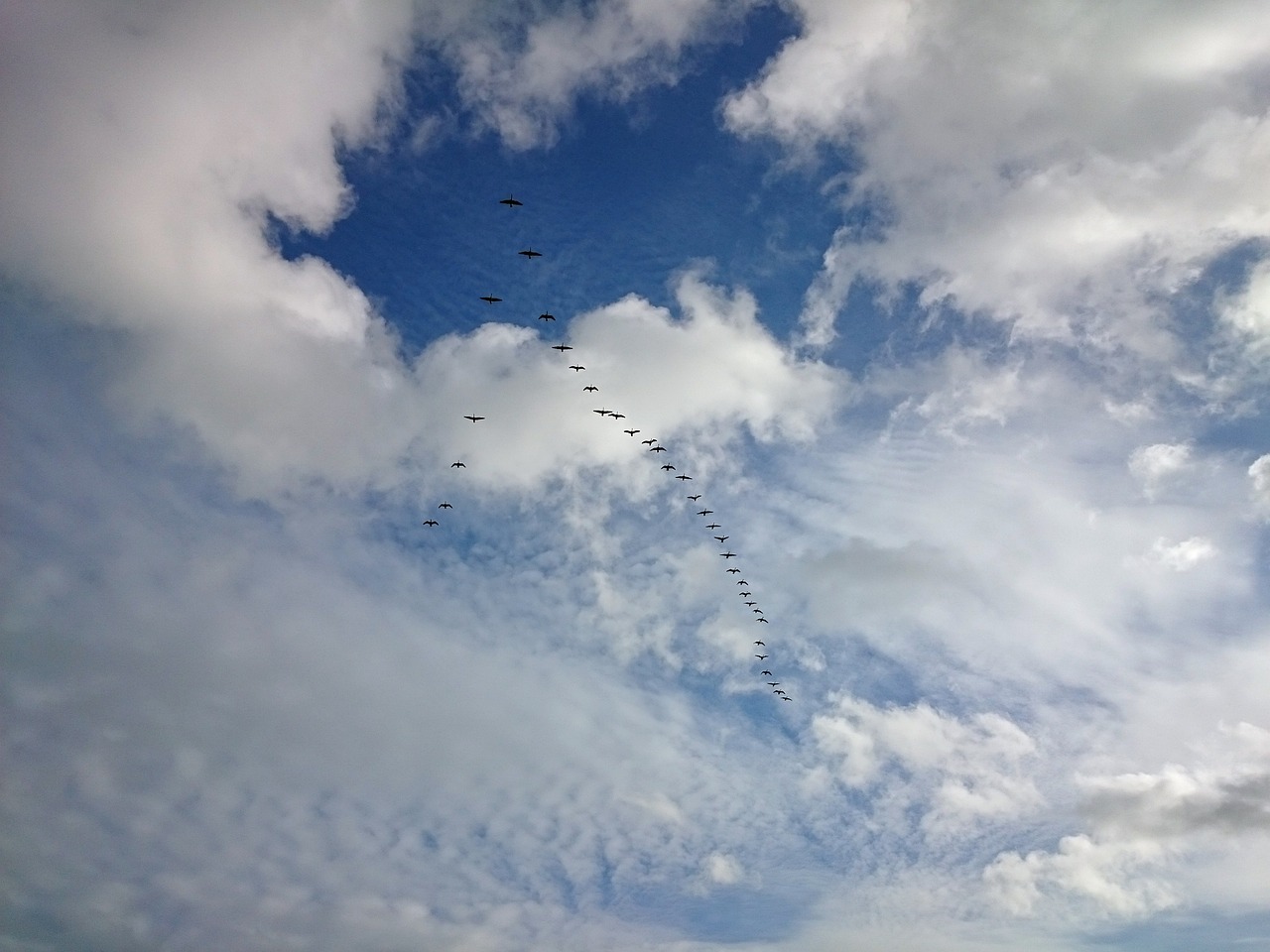 birds migrating formation free photo