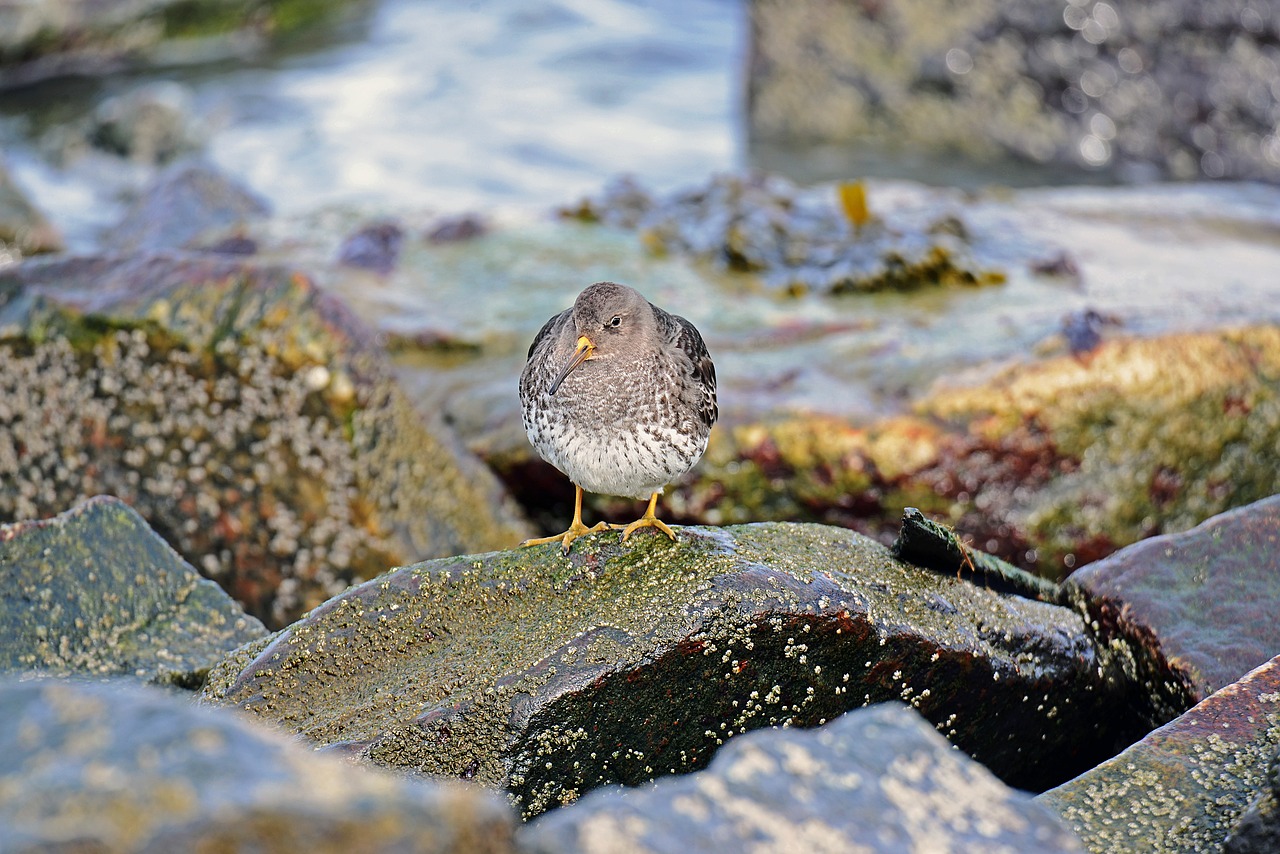 birds ocean beach runner north sea free photo