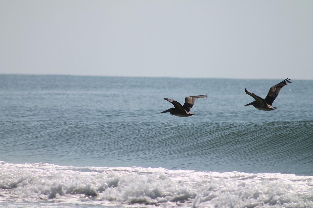 birds ocean flying free photo