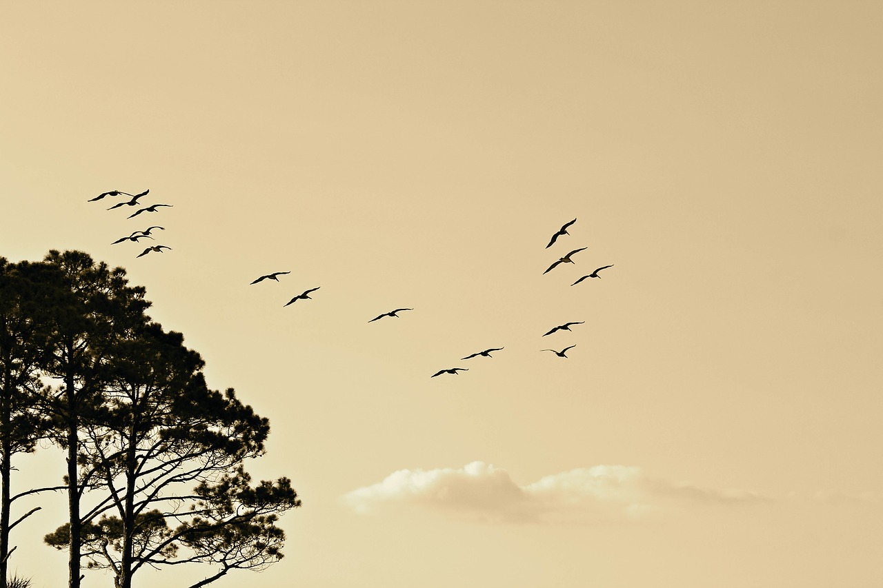 birds formation flying free photo