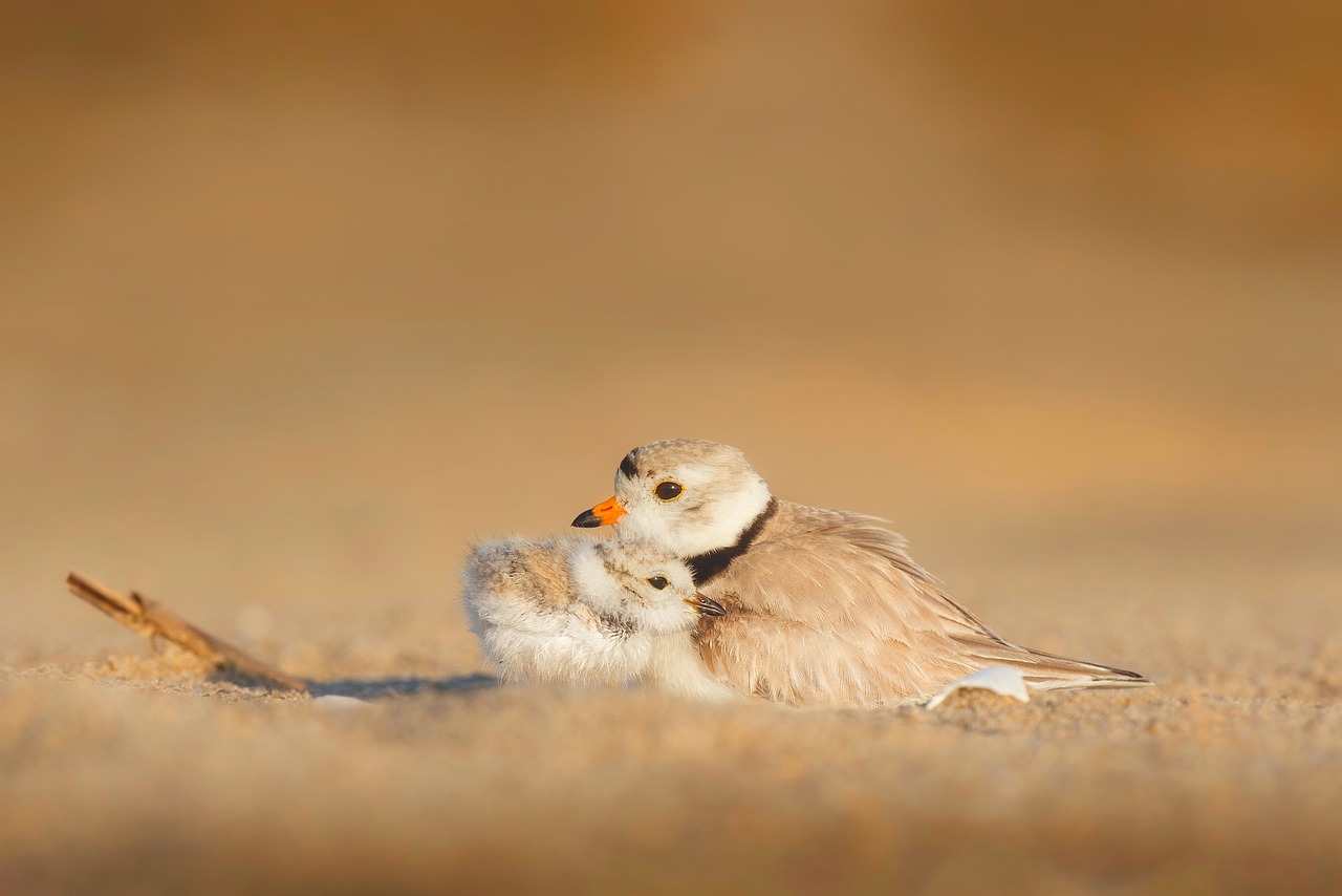 birds chick mother free photo