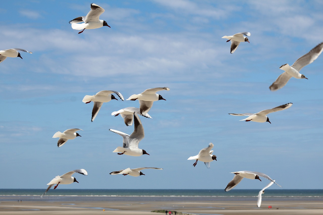 birds group flight free photo