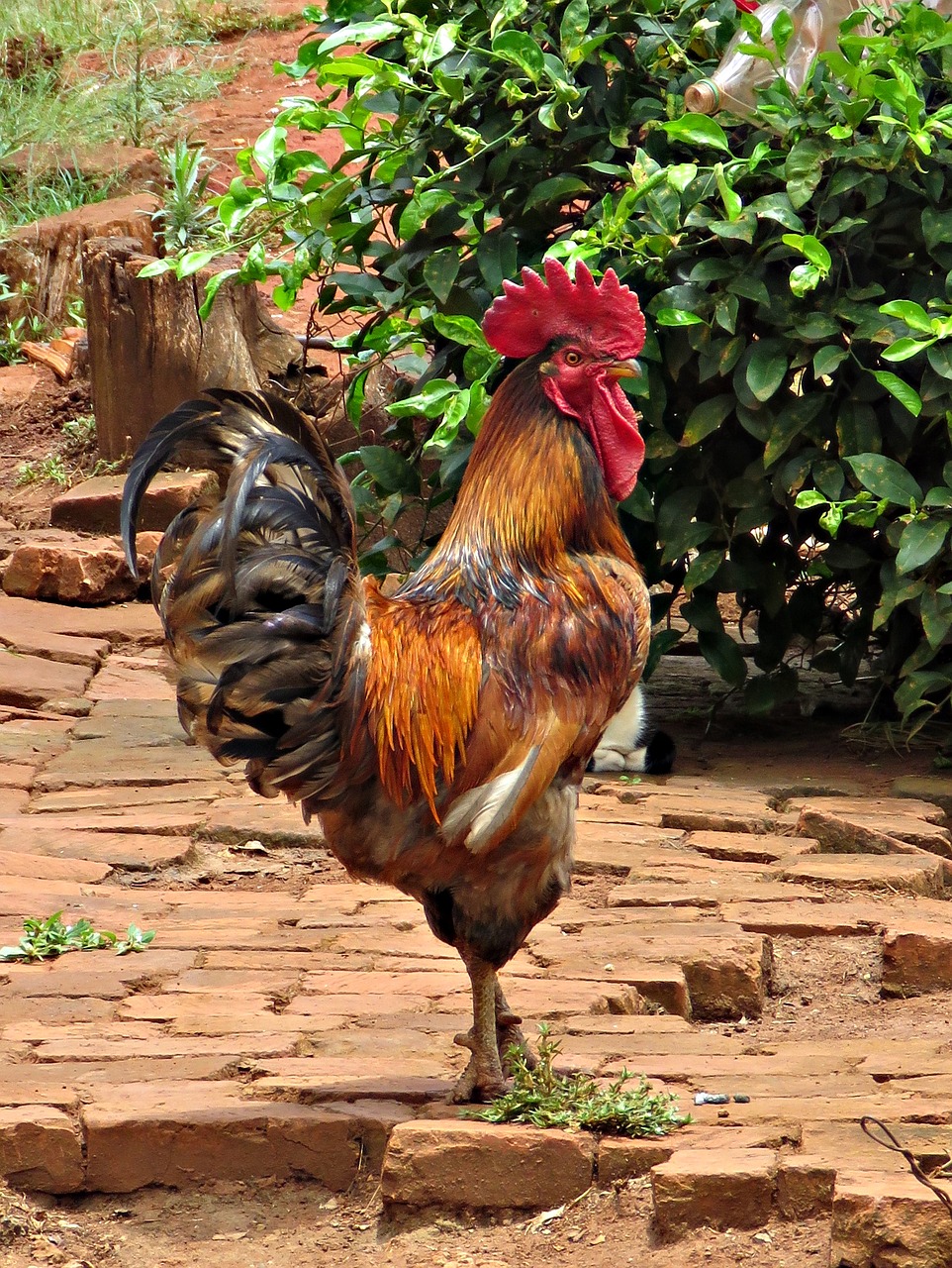 birds cock chicken free photo