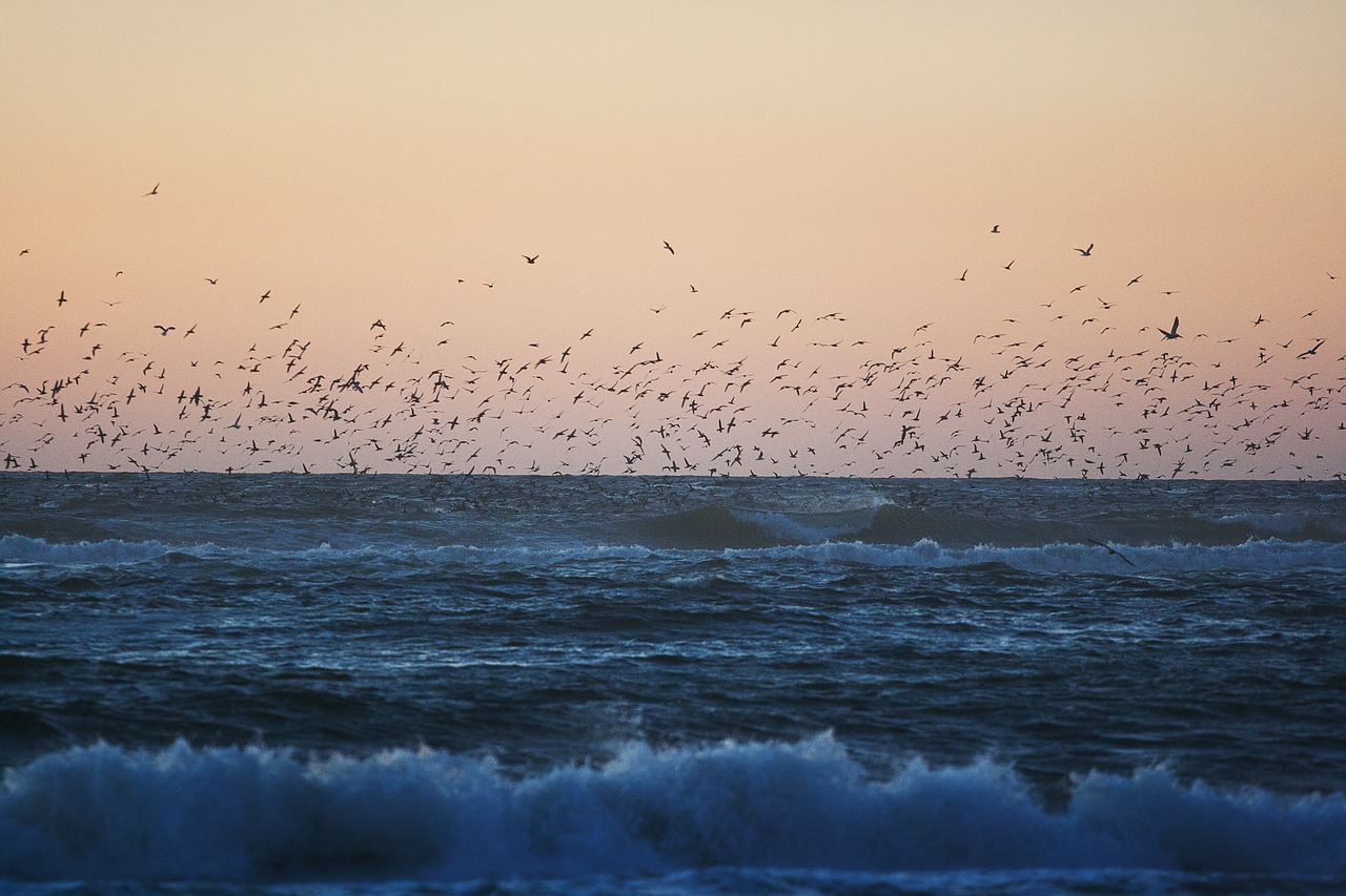 birds flock ocean free photo